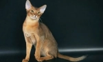 Котките от които скалите ще могат да се разбират с кучето в същия апартамент